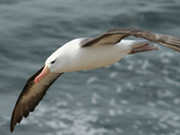 link to albatross